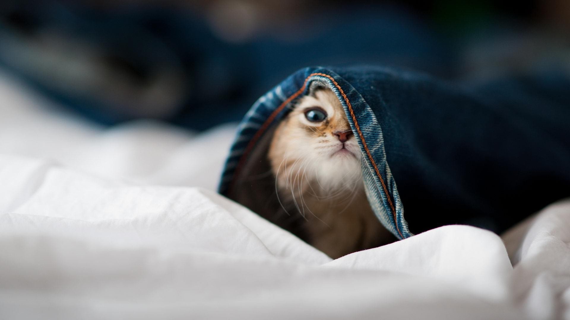 历史回顾:那些年我们追过的“最燃”季后赛瞬间,最精彩的季后赛