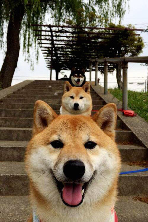 意大利举重选手在男子比赛中获得金牌，意大利举重选手在男子比赛中获得金牌的是谁