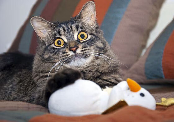 开云体育网页版入口-_火箭队新星展现爆发力，成为焦点_，火箭队xy