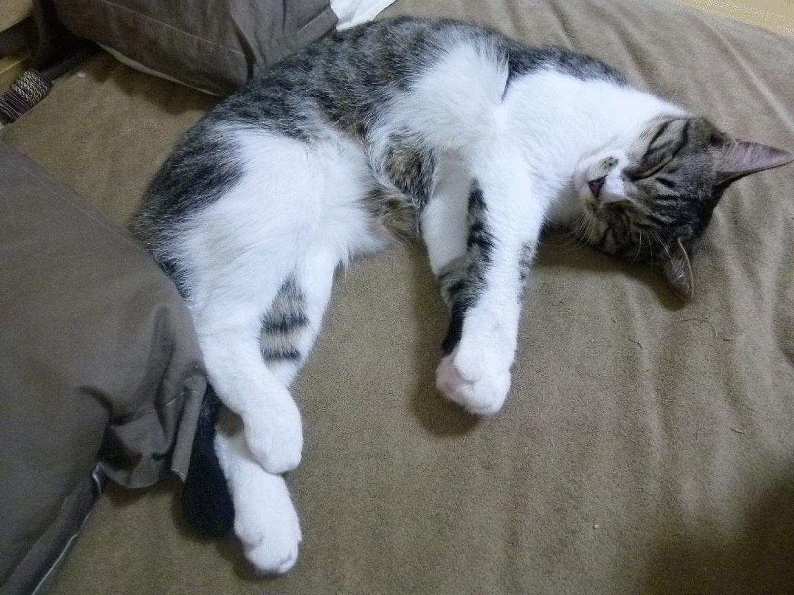 开云体育链接-“中超联赛推动场馆数字化建设，提升观赛体验”，中超联赛足球场长宽大小