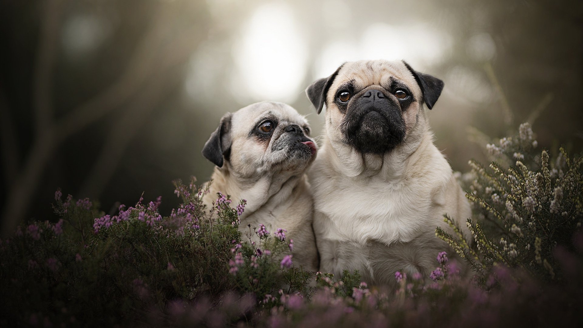 开云体育网页版-传统火把擂台赛，传承文化的古老竞技，火把百科