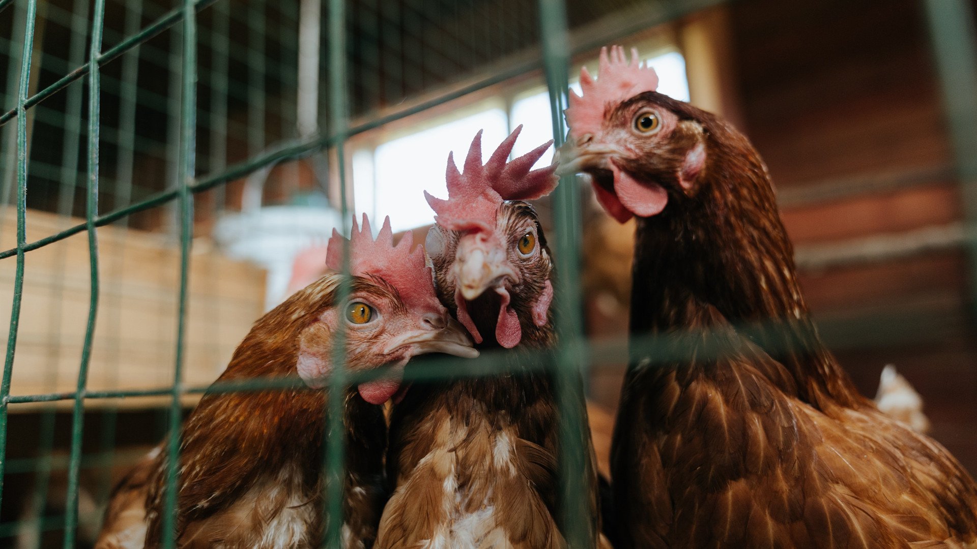 大型户外攀岩营,挑战极限突破自我,户外运动攀岩项目详细介绍